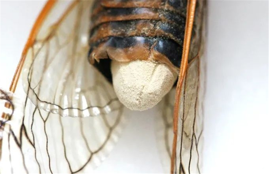 真菌感染 17年出现一次的蝉，被真菌操控支配，为什么没有腹部了还要繁殖？
