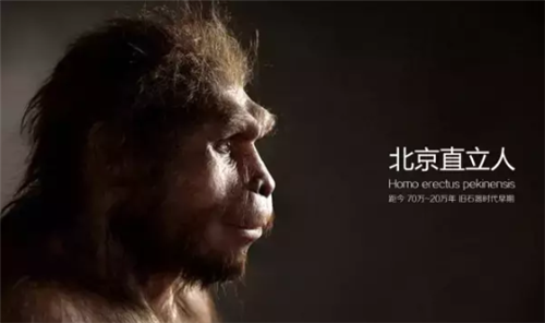 50万年前，北京猿人没能爬到食物链顶端，却成了蚕食同类的恶魔
