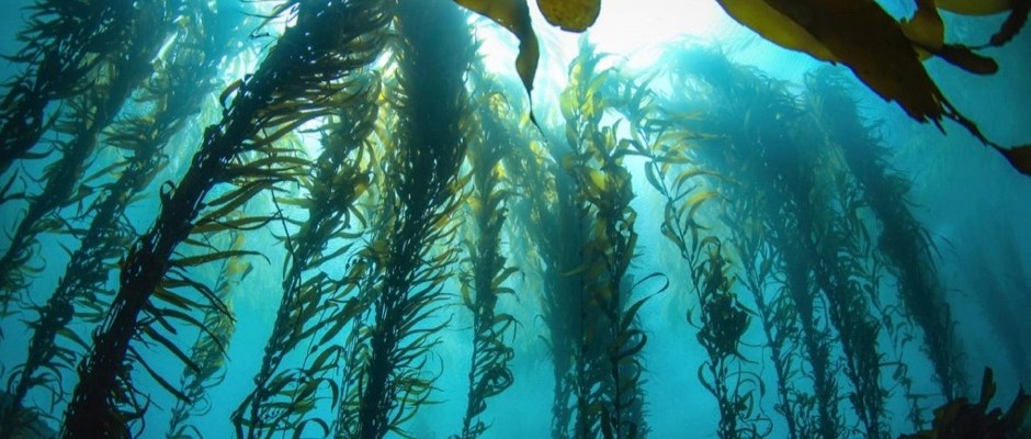  哪种生物生长最快？