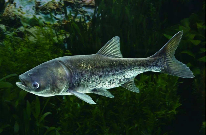 |114斤!中国长不大的“胖头鱼”在美国破纪录,它是怎么做到的?