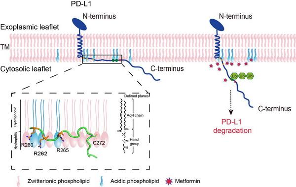 二甲双胍 分子细胞卓越中心揭示二甲双胍调控PD-L1降解的新机制
