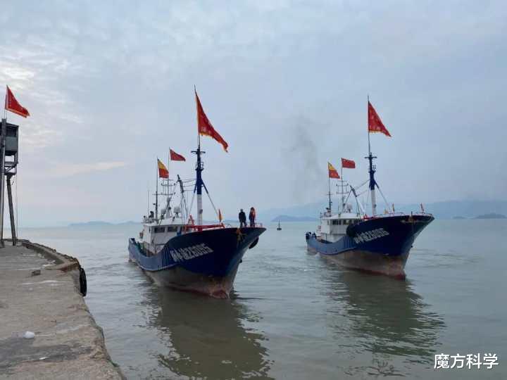 一网200万!宁波渔民捕获4万斤超大米鱼,大丰收还是“绝户网”?