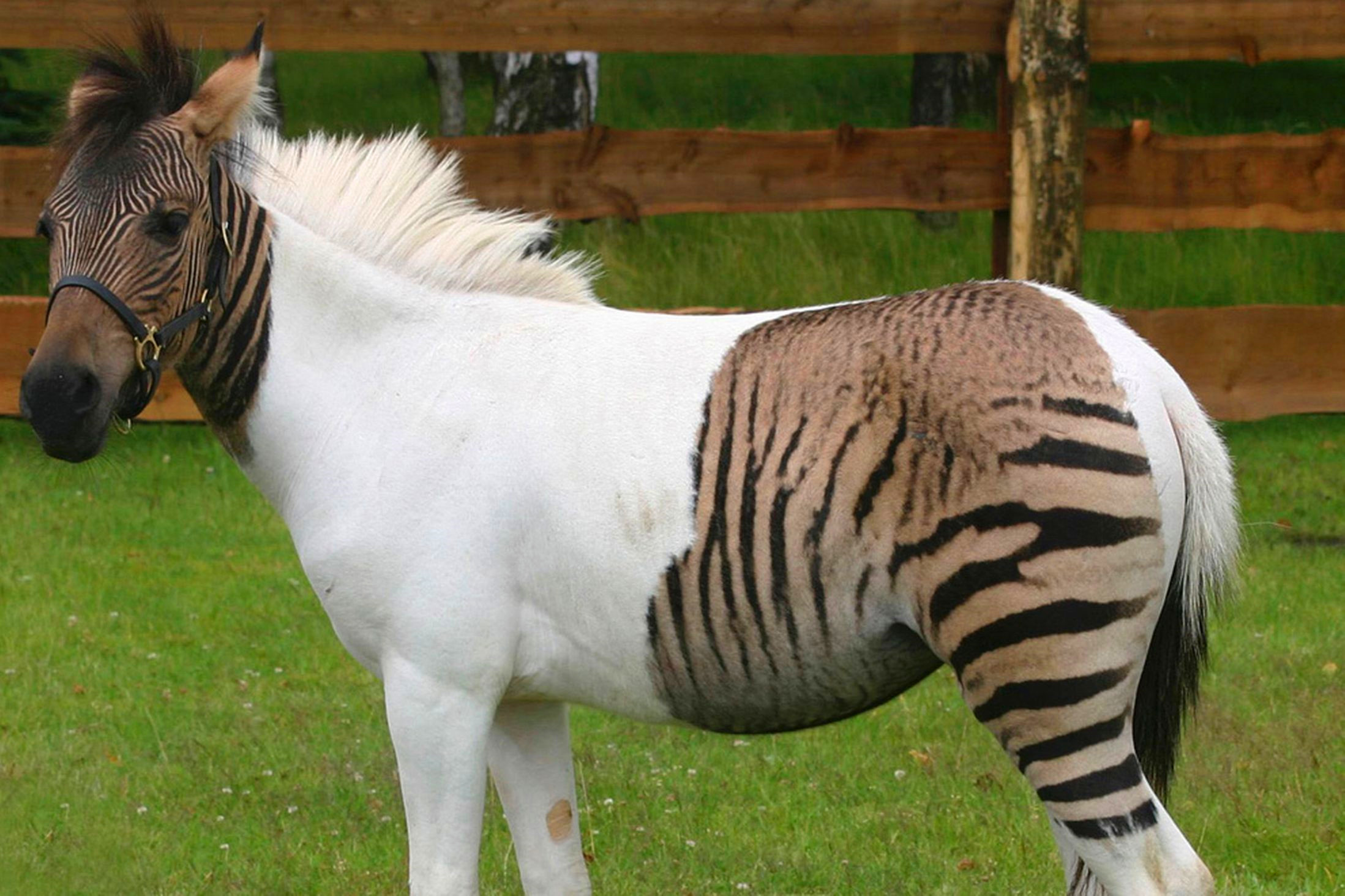 染色体 骡子怀孕必死?为什么骡子无法生育?原来是“马和驴”惹的祸