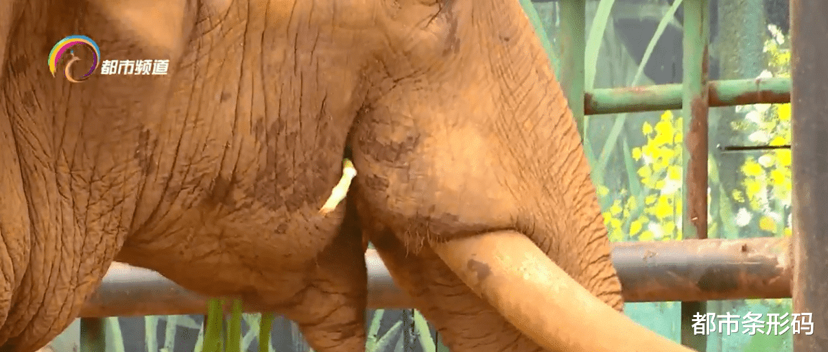 贴秋膘 立秋后 动物们加紧贴秋膘