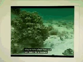 为何说章鱼是外星生物?九个大脑,两套记忆系统,还有一身怪本领