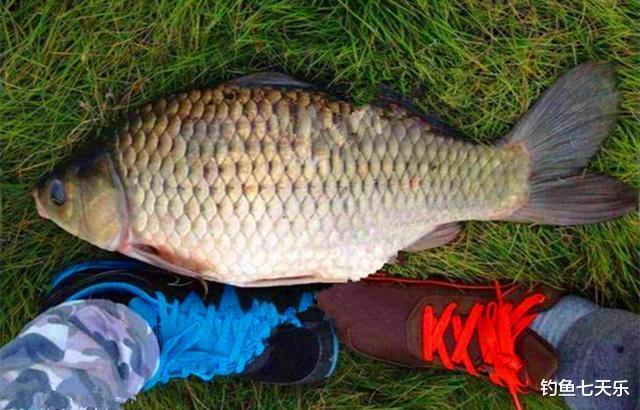 饵料|为啥你钓到的都是小鱼？几点野钓小技巧分享，钓鱼人过来看看