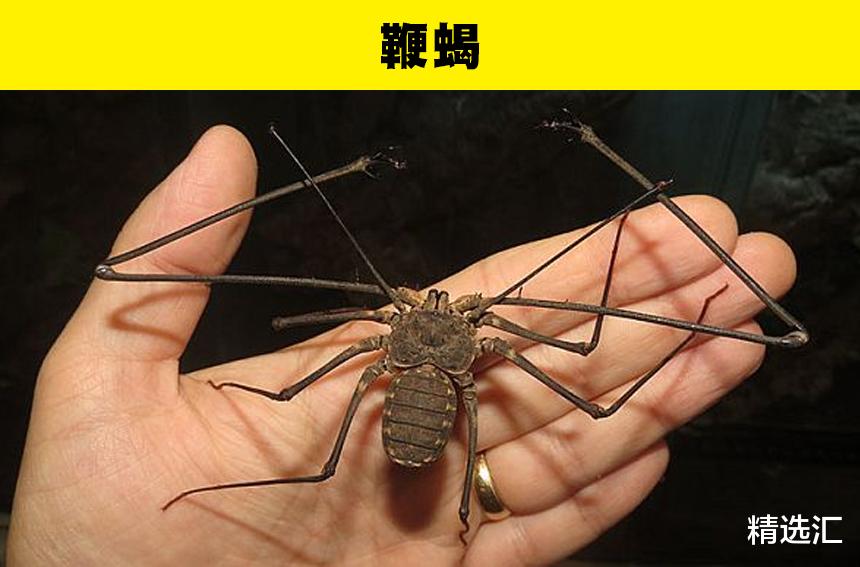 蝎子 虽然看起来很吓人，但远没有想象中危险的6种动物