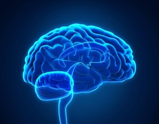 章鱼 章鱼明明还未爬到食物链顶端，智力却已高得令人类无法理解？