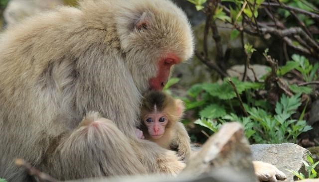 日本動物園的獨居母猿，意外產下幼崽，園方：到底是誰幹的好事？-圖4