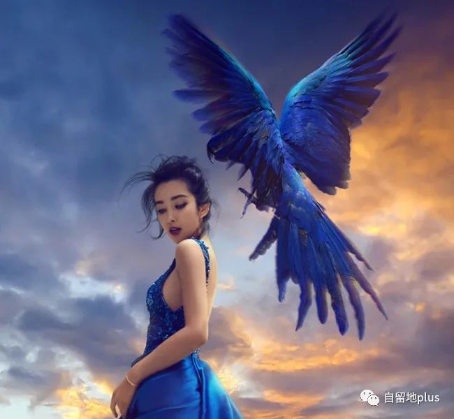 张丹峰|大器晚成的白莲花