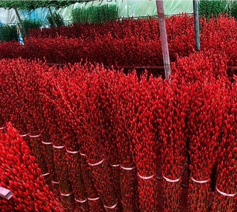 年底了，3种年宵花不要买，都是油漆染色的，不如一棵长寿花