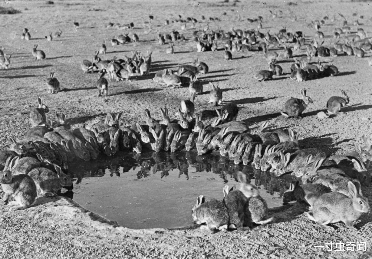 兔子 24只兔子61年繁殖百亿，味美又能生的兔子，咋就没成人类主要肉食