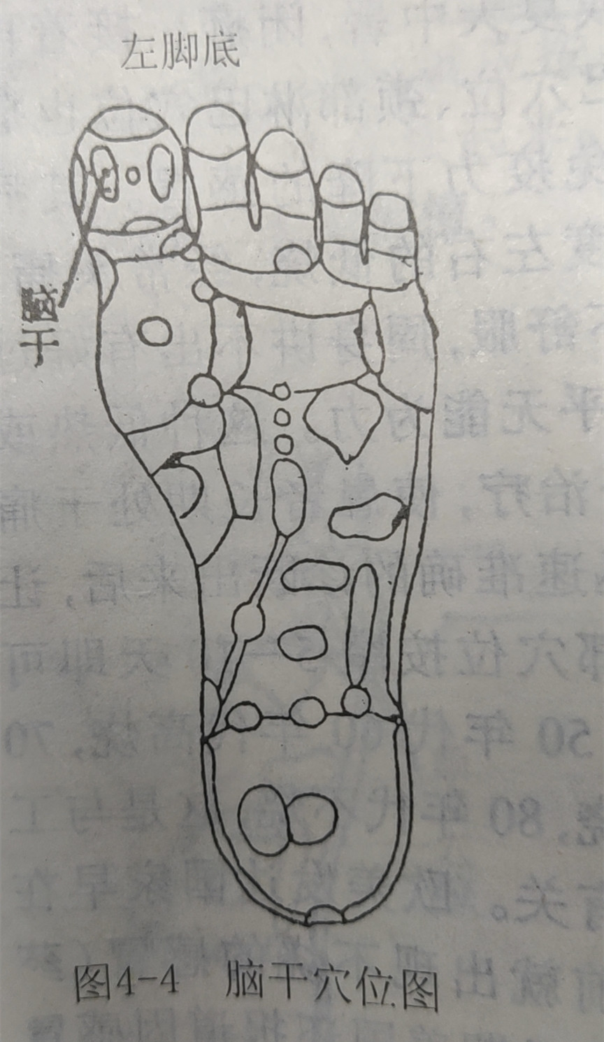 大种健康|中医全息--脑干穴位