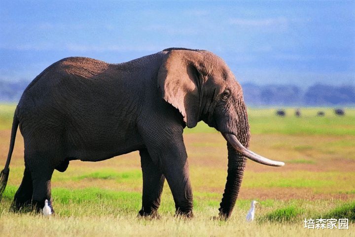 电影 大象：野生动物，并非玩物
