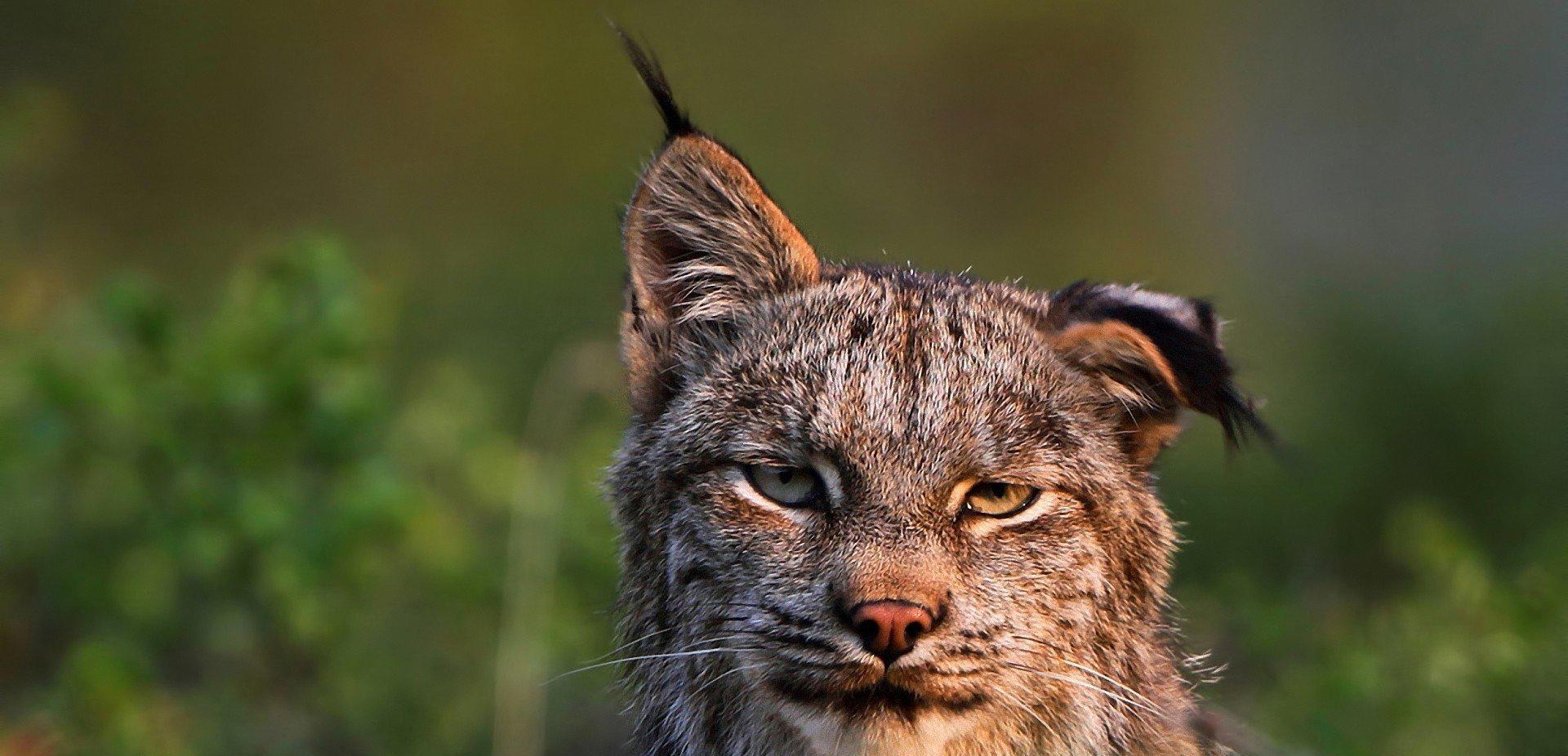火星探测器|狼见了都要叫大哥的“猞猁”，在森林里到底有多恐怖？