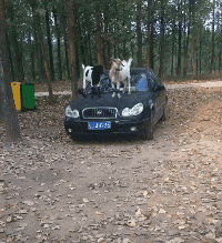 交易 “发现女友跟奔驰车主的交易后，我也沦陷了...”哈哈哈哈给这操作跪了