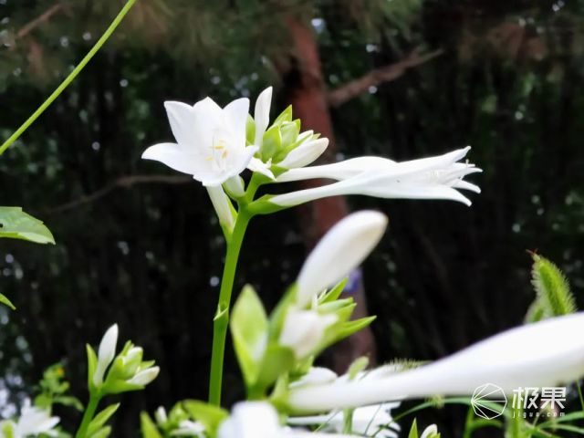 玉山 荣耀机皇「王炸」登场！5颗镜头性能彪悍，售价4599起