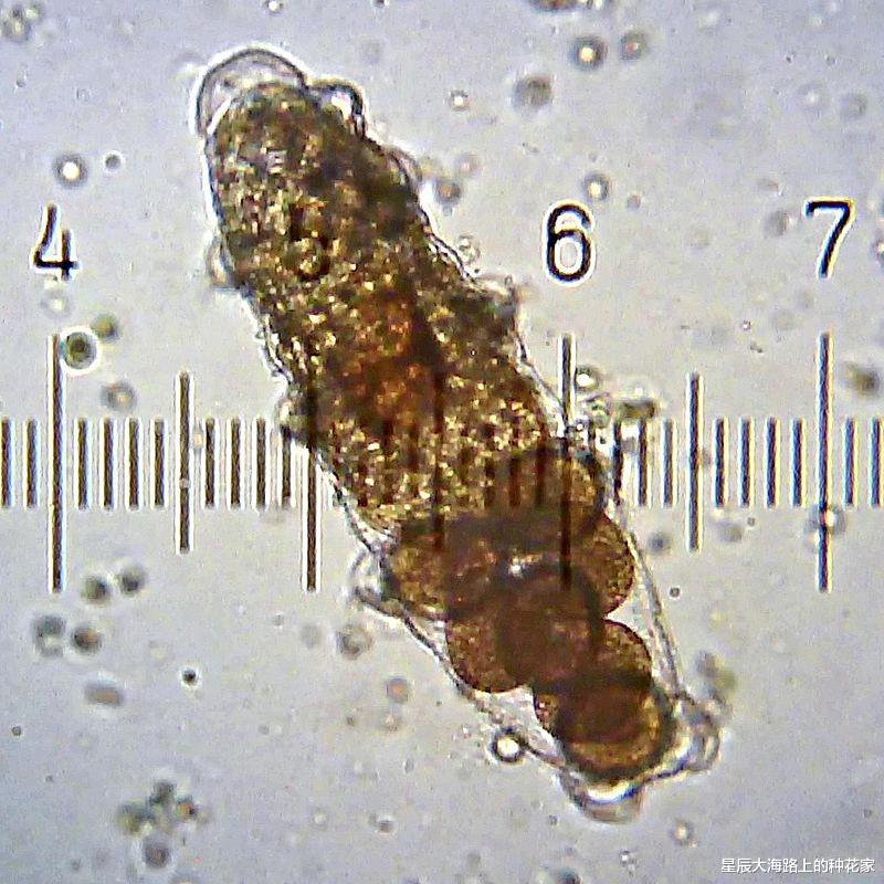 基因 地表最强生物现身琥珀：1600万年前陷入困境，它还活着吗？