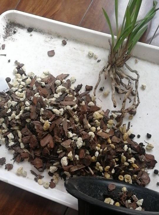 向阳园艺|兰花怎么繁殖？满足3个要求，才可以分株，苗子太弱弱容易死掉