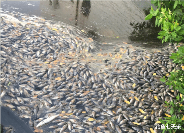 钓鱼七天乐 海南海口,一校园内罗非鱼遭“团灭”!网友:入侵物种死了才好