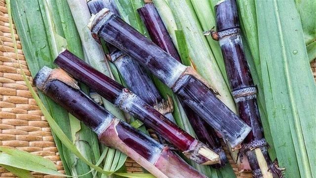 为娃学画丫|几年前的“香饽饽”，如今2元一根却无人问津，种植户无奈弃种