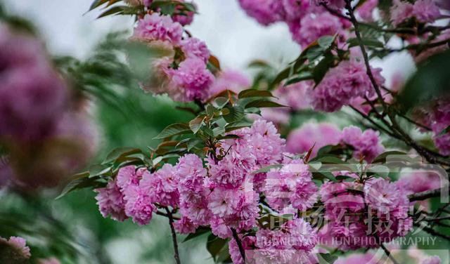 四川省 樱花怒放的浪漫之美，枝头粉红色的美艳花朵千姿百态，花开娇媚