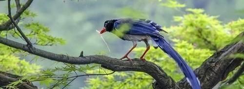 人和鸟类都是两条腿,为什么鸟类都能站着睡觉,而人类却不可以?