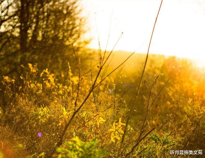 昕月蓝殇美文苑|秋意浓，夜微凉，思念远方的你