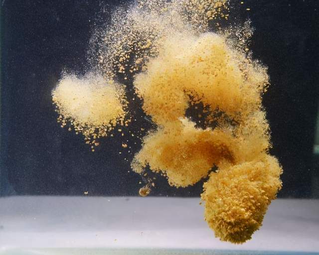 鲤鱼|野钓时，怎么配饵，才能同时诱钓不同的鱼种