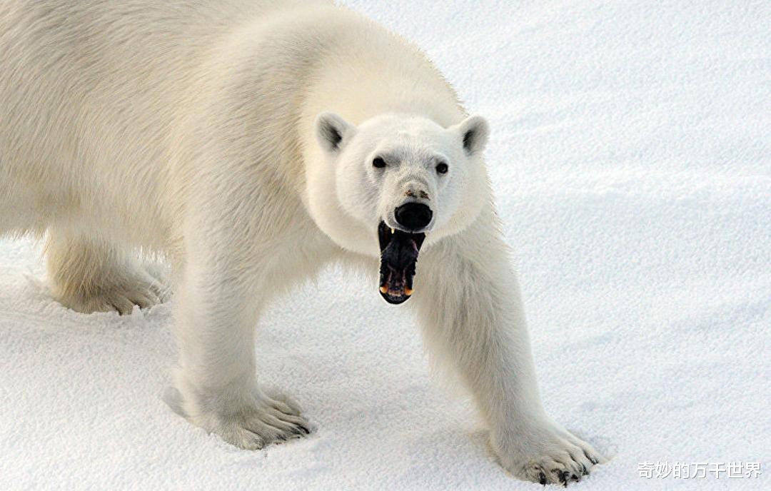 冠状病毒 北极熊会使用“工具”？面对巨大海象，北极熊投掷大石头把它砸晕