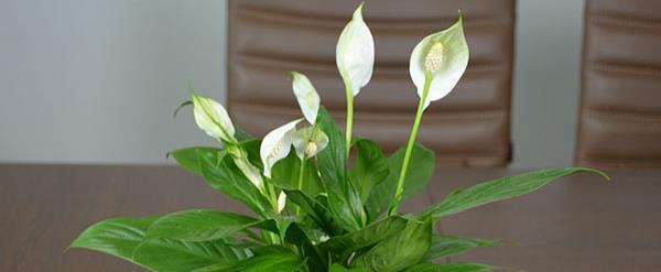 小捌爱花草|白掌花朵发黄怎么回事？你知道吗？