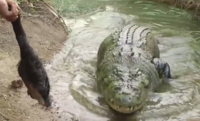 |鳄鱼和鲨鱼碰上谁会赢，这两种史诗级的巨兽相遇，会发生怎样的事