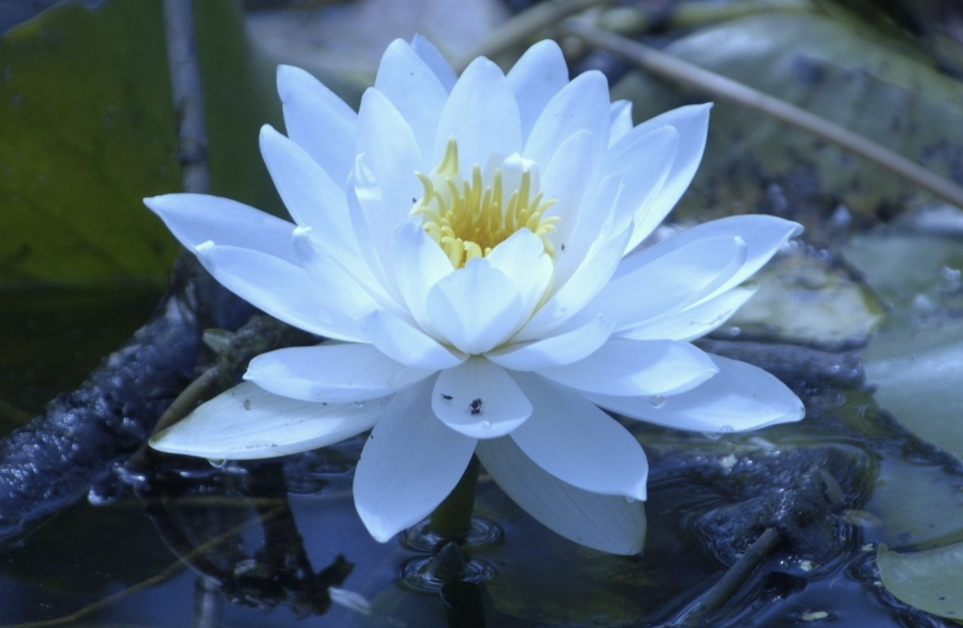生肖夜梦|8月，财神爷大气，撒钱降运，平步青云，3生肖事业红红火火，生活好运连连
