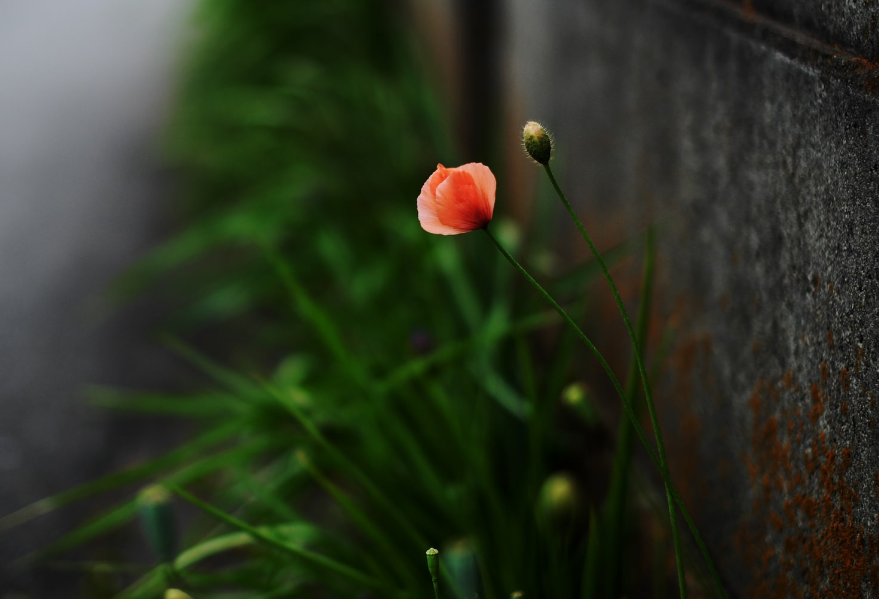 生肖夜梦|7月上旬，历经沧桑，终见爱情，3生肖矢志不渝，百折不挠，一生倾情