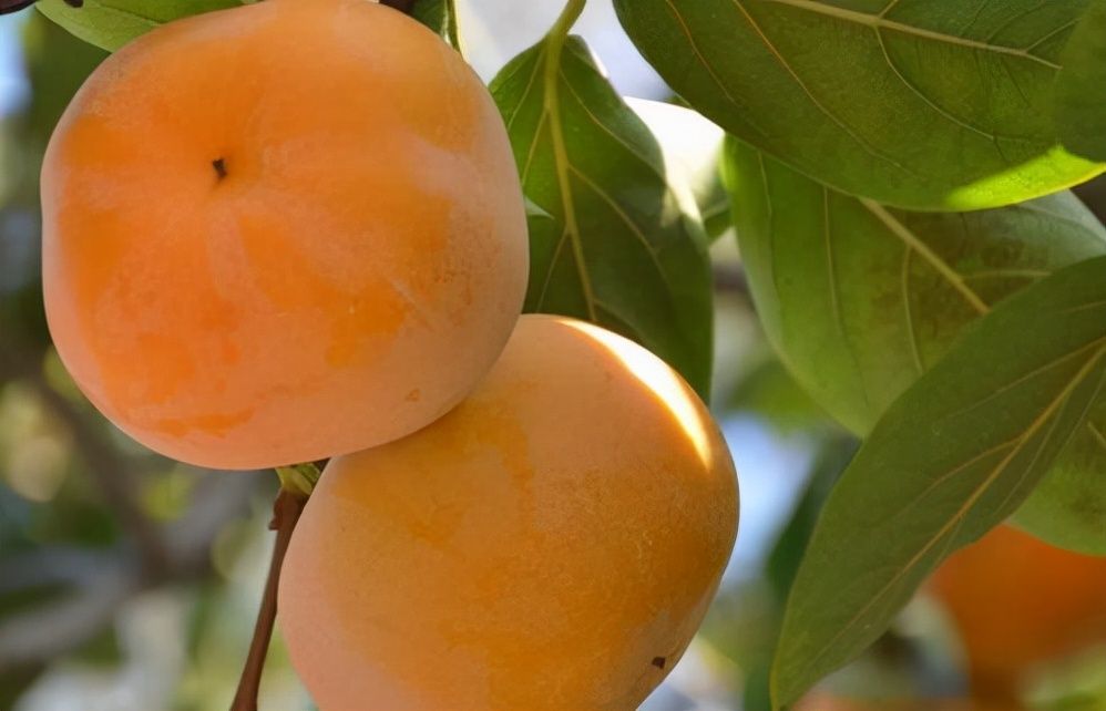 肠胃|肠胃不好多吃水果?这4种常见水果,肠胃见了都害怕,一定要忌口