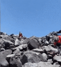 棕熊 概率50万分之1，棕熊白化成“白熊”，是什么原因导致的？