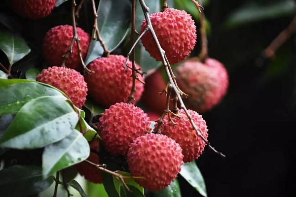 封面商业 荔枝“大年”行情差，产量280万吨，低价愁坏果农