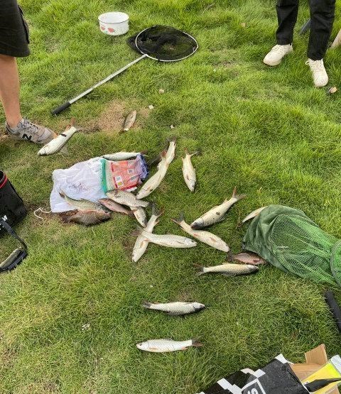 佛山|佛山河道麦鲮鱼大爆发，钓鱼人：钓再多也不想吃，肉质不行？