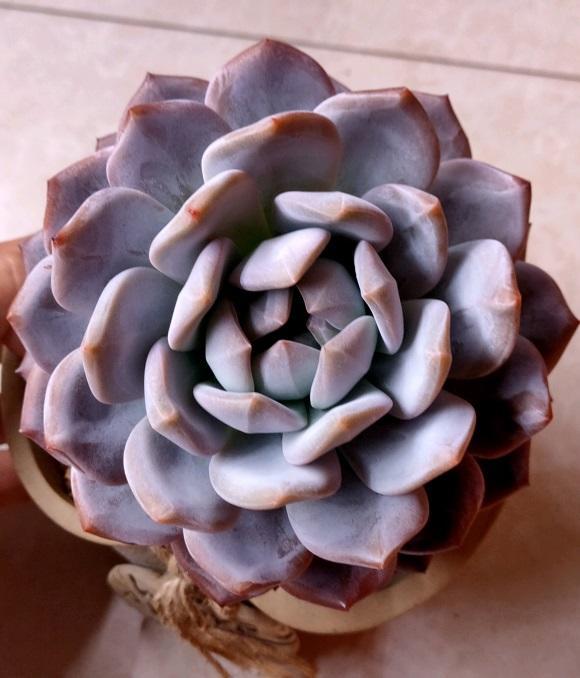 向阳园艺|一分钱一分货，养花要养便宜货？买一堆，还不如买一棵！