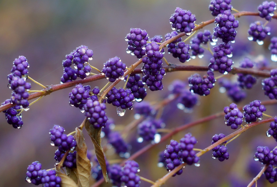 生肖|7月底，花开富贵，财运亨通，多金多福，3生肖苦尽甜来，苦日子熬出头