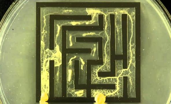 单细胞生物能有多聪明?绒泡菌,在走迷宫游戏中,能轻松击败人类