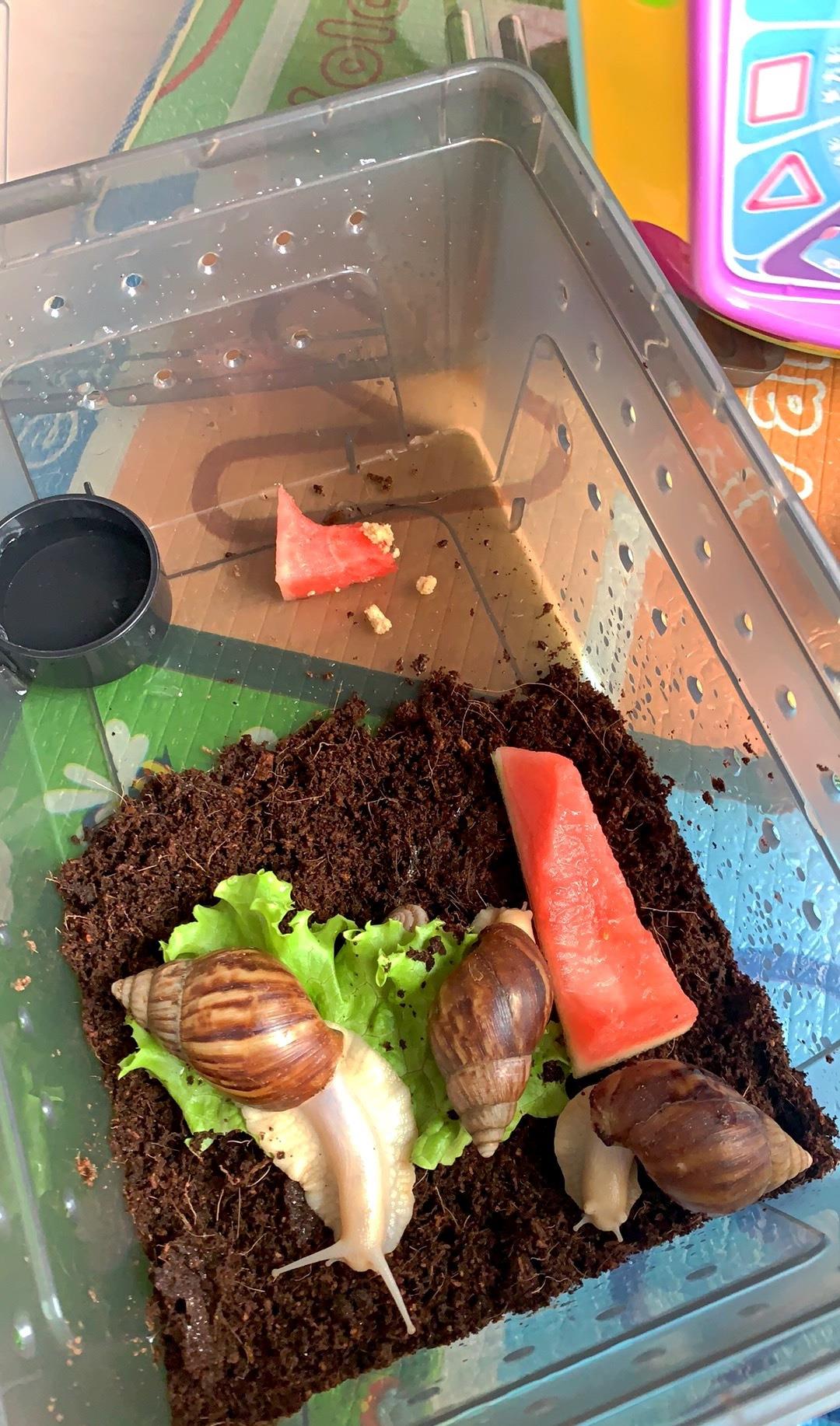 种上阳台|孩子回到家，看到家中来的新朋友“三只小蜗牛”！