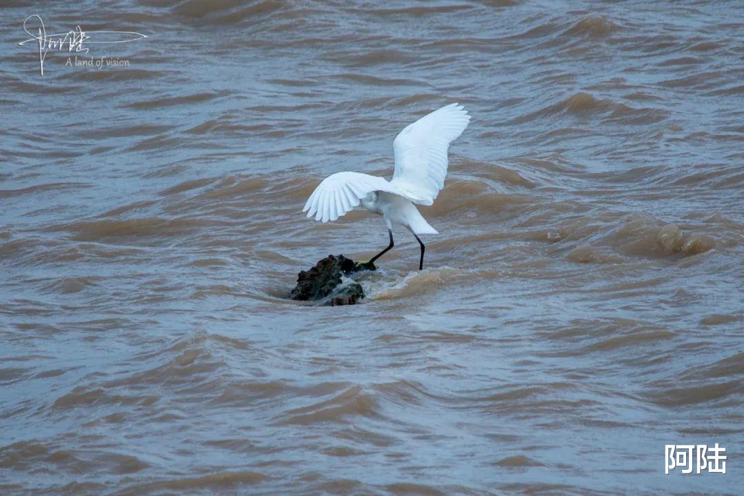 阿陆 在杭州总能看见勇敢的弄潮儿，于钱塘江之中乘风破浪