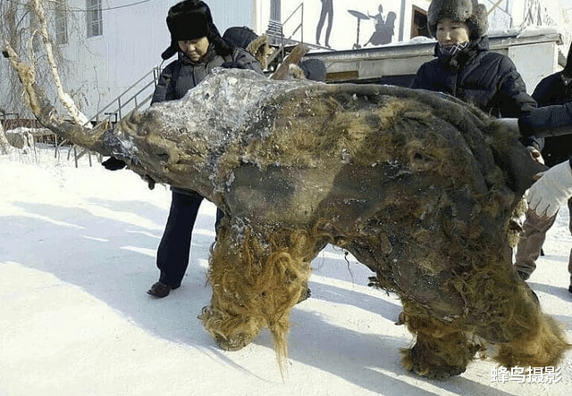 鲨鱼 36张活久未见的照片，海龟的生命力太顽强，被鲨鱼咬掉1/3还n能游