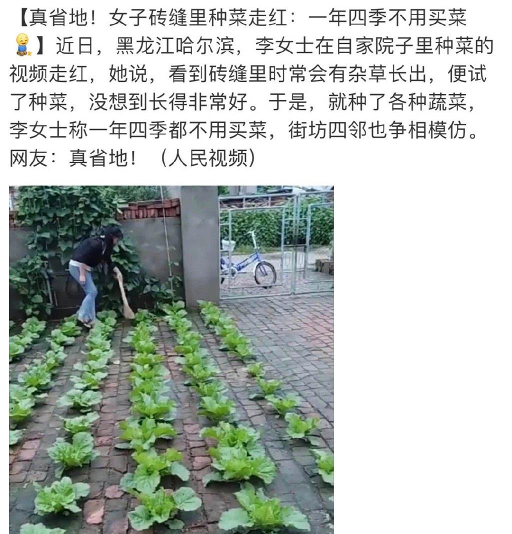 大成讲娱乐 中国人对种菜多执着？中国人可以说是唯爱种菜！出“菜”中国人！