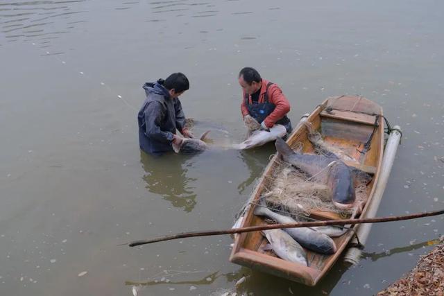 长沙|1300斤，元旦长沙一学校捞鱼给学生免费吃，其中鱼王是60斤大头