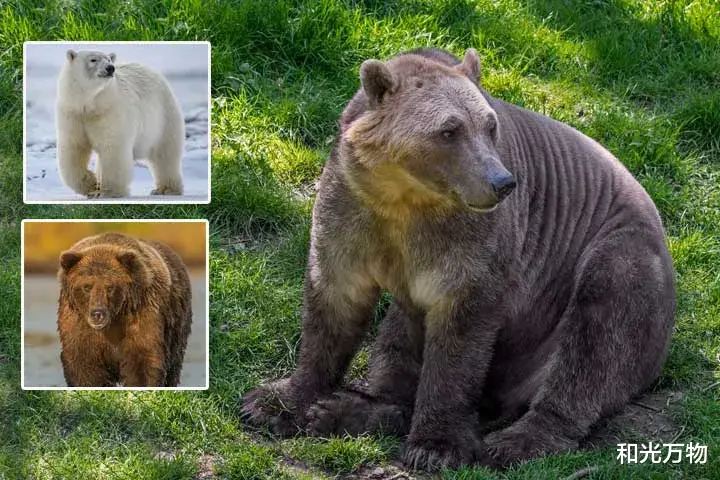 和光万物|“熊”途末路:北极海冰消失,北极熊被迫近亲繁殖,与灰熊杂交!