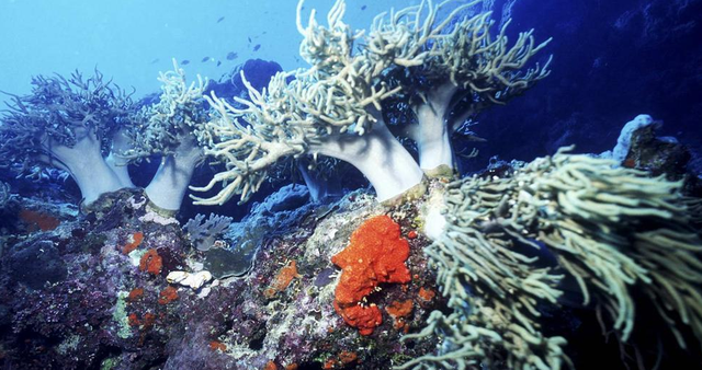 阿尔茨海默病 人类对海洋的认知仅有10%,在最深处,是否还隐藏一个未知世界?