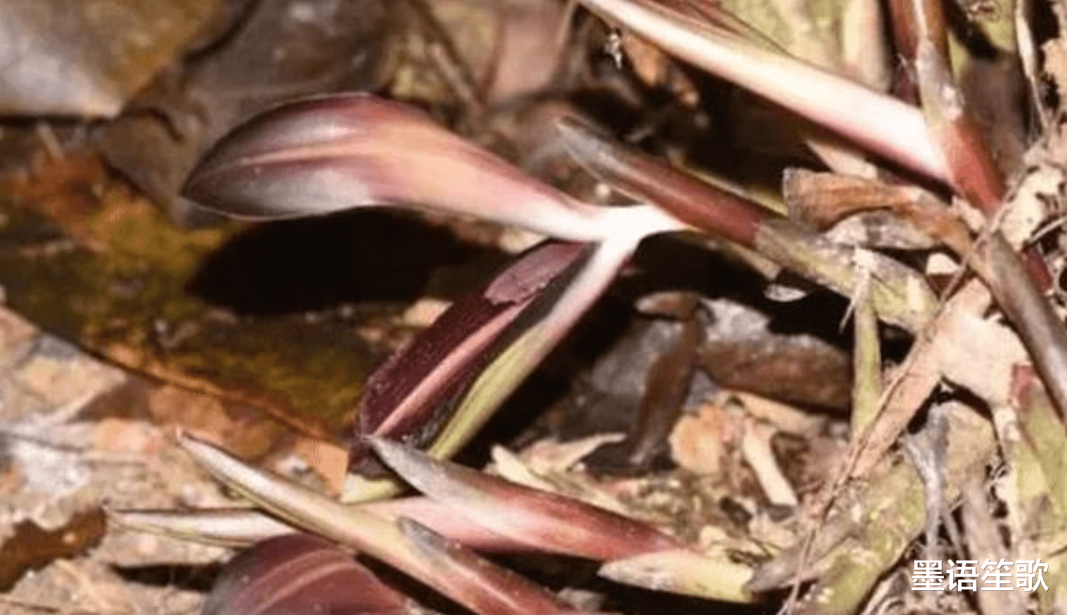 云南灭绝物种再次现身,只有15丛群居,周边散发出一股腐肉臭味