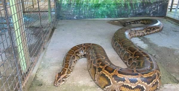 巨蟒 世界上有没有超过10米的蛇？印尼发现“8米巨蟒”，让人大开眼界